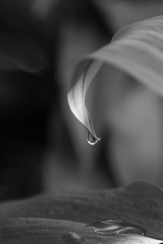 DSC_6669bw