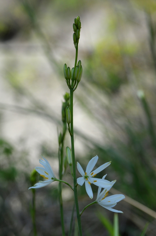  Bělozářka liliovitá - Anthericum liliago L. –